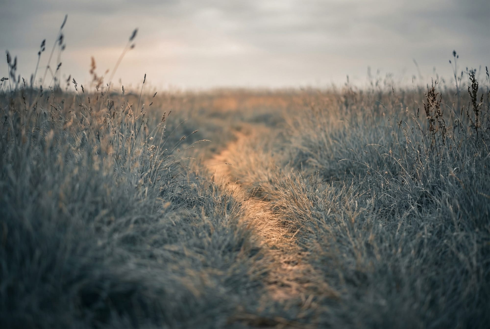 Deer trail worn through tall meadow grass at golden hour